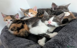 Maine Coon cats for sale: 😽 Cuddly Maine coon kittens 😽 in Preston - Image 20