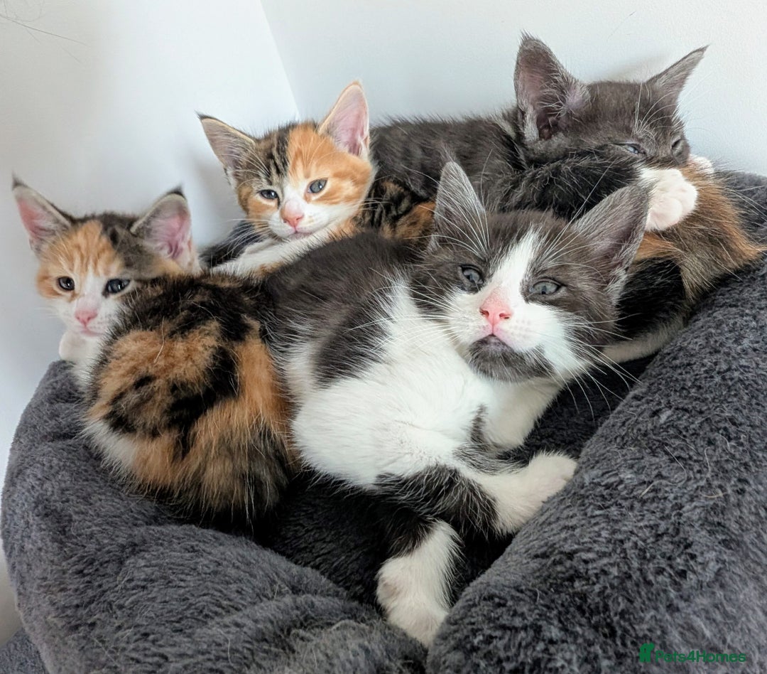 Maine Coon cats for sale: 😽 Cuddly Maine coon kittens 😽 in Preston - Image 20