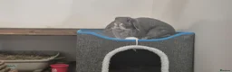 Mini Lop rabbits for sale: Benji Grey, castrated and vaccinated  - Advert 2