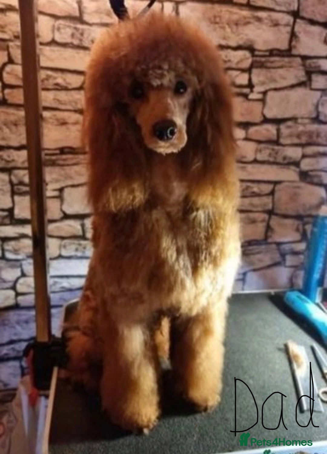 Cavapoo dogs for sale: Gorgeous F1B Cavapoo puppies - Image 13