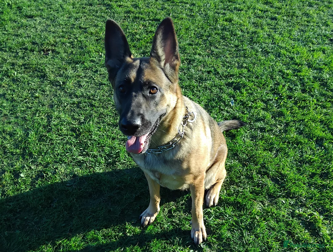 German Shepherd dogs for sale: German shepherd Puppies - Advert 1