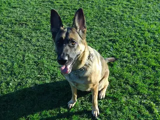 German Shepherd dogs German shepherd Puppies - Advert 1