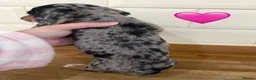 Miniature Dachshund dogs for sale: Beautiful Dapples 5 Star Licensed 5 Star reviews  - Advert 23