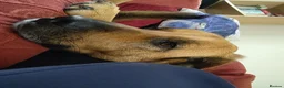Mixed Breed dogs for sale: Dog looking for loving home - Advert 7