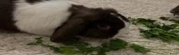 Mini Lop rabbits for sale: Pair of Gorgeous Bonded Pure Bred Mini Lop Bunnies in London - Advert 7