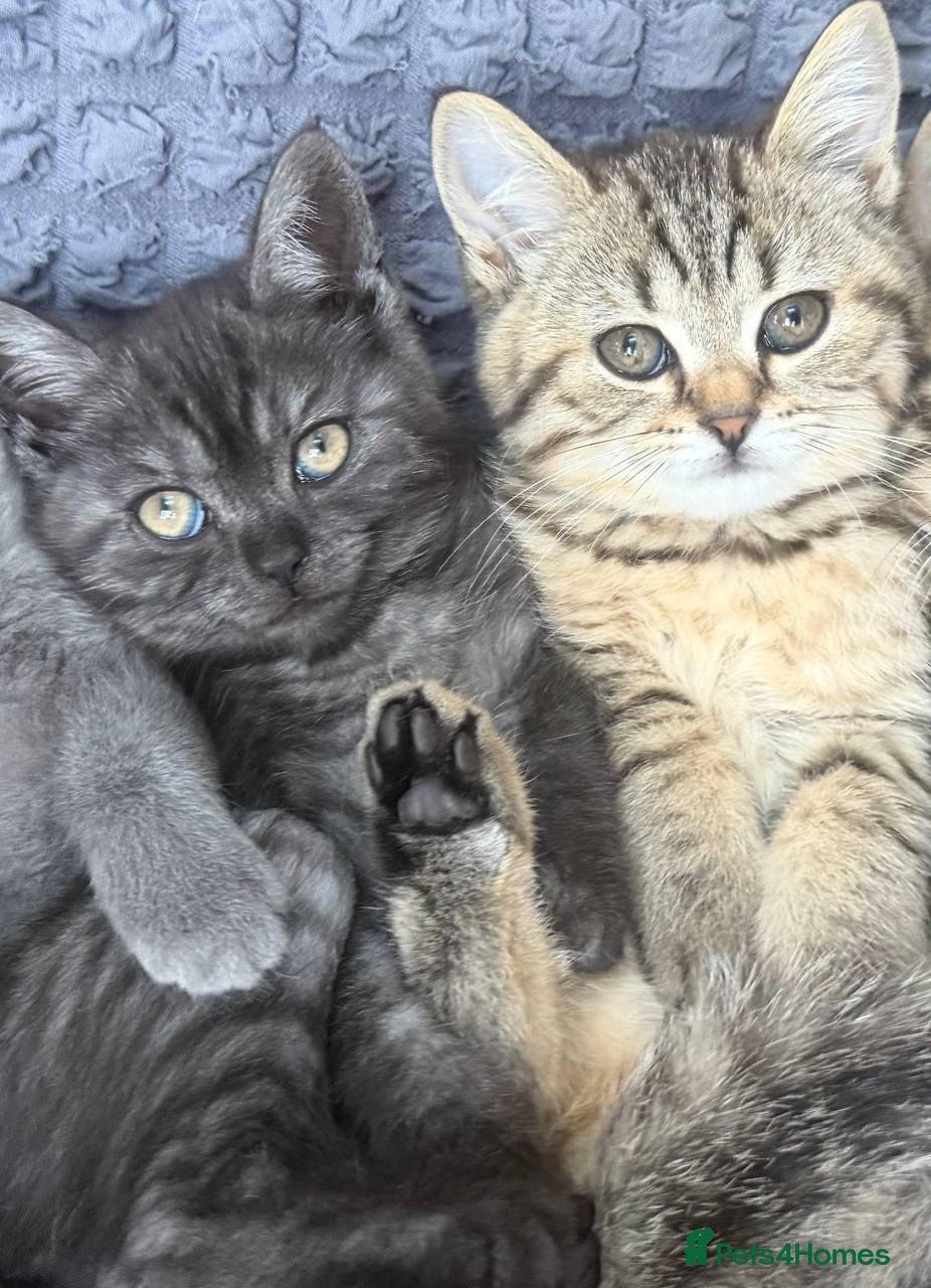 Scottish Fold cats REDUCED❤️Tabby cat😘Luxury Scottish (last 2 girls) - Advert 1
