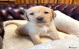 Labrador Retriever dogs for sale: 🐾 Ready 13th Oct. KC vet approved only 3 left 💕 - Image 5