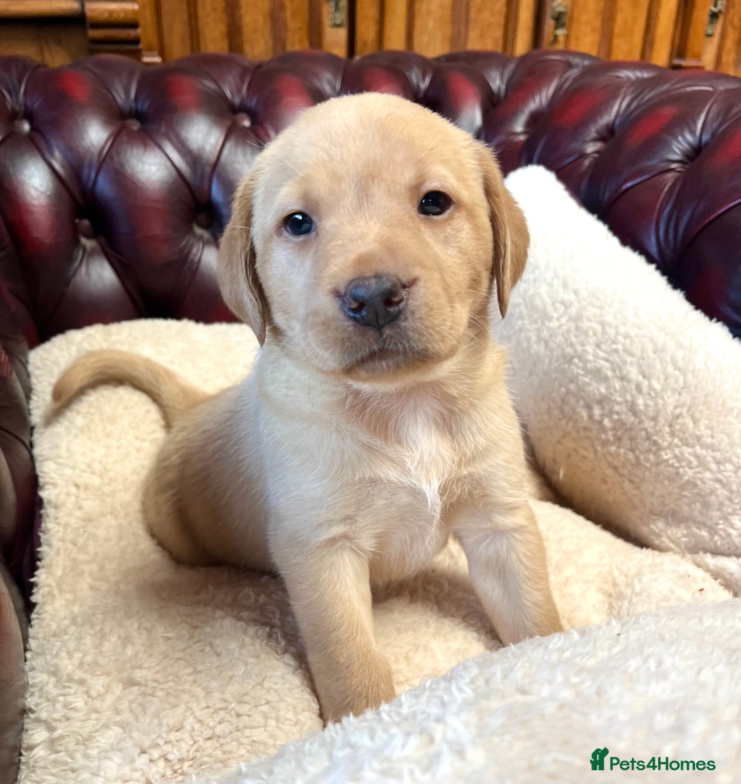 Labrador Retriever dogs for sale: 🐾 Ready 13th Oct. KC vet approved only 3 left 💕 - Image 5