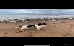 English Springer Spaniel dogs for sale: SIRED by IR FTCH Broomfield Abel of Sliabh - Image 10