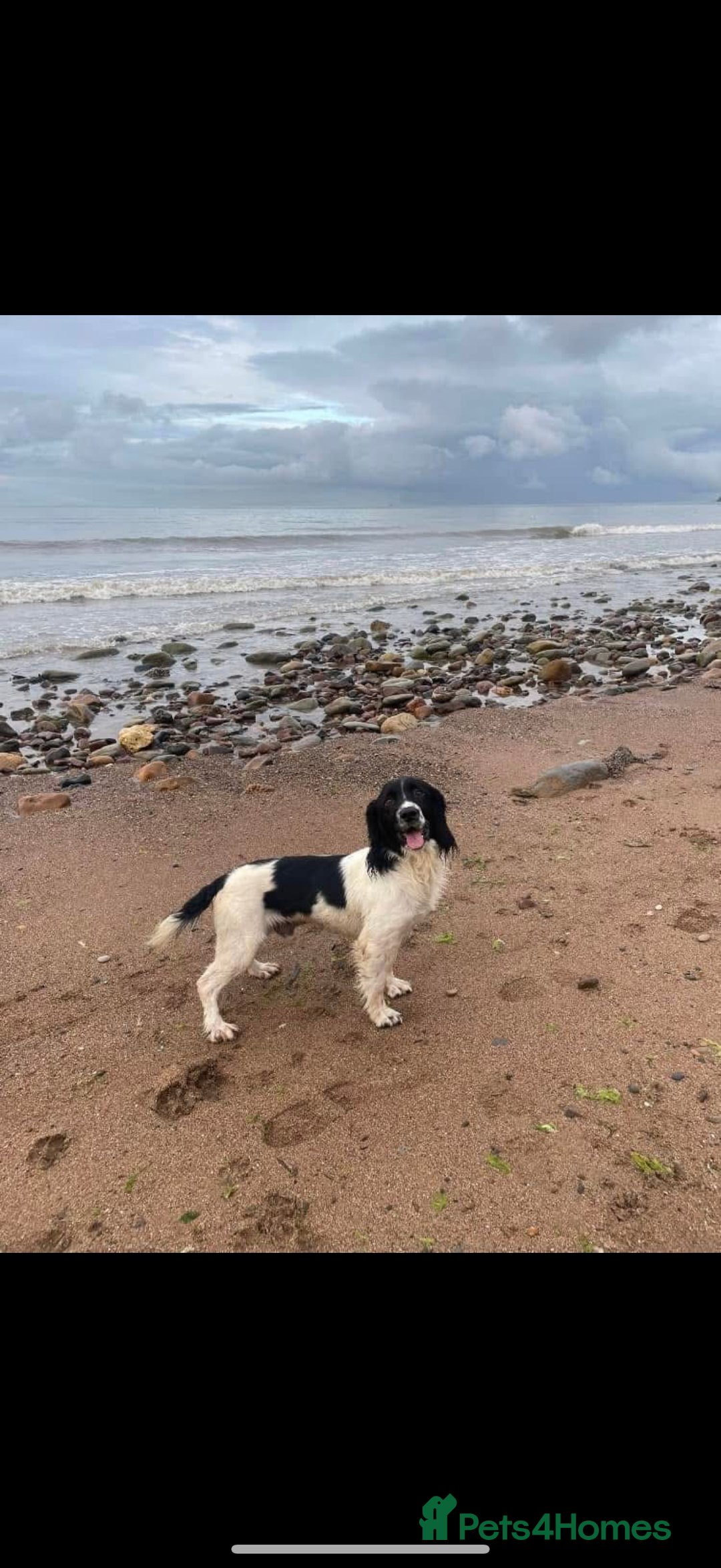 English Springer Spaniel dogs for sale: SIRED by IR FTCH Broomfield Abel of Sliabh - Image 10