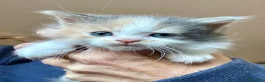 Mixed Breed 7