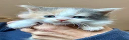Mixed Breed cats for sale: Maine coon cross kittens stunning babies ready now - Advert 16