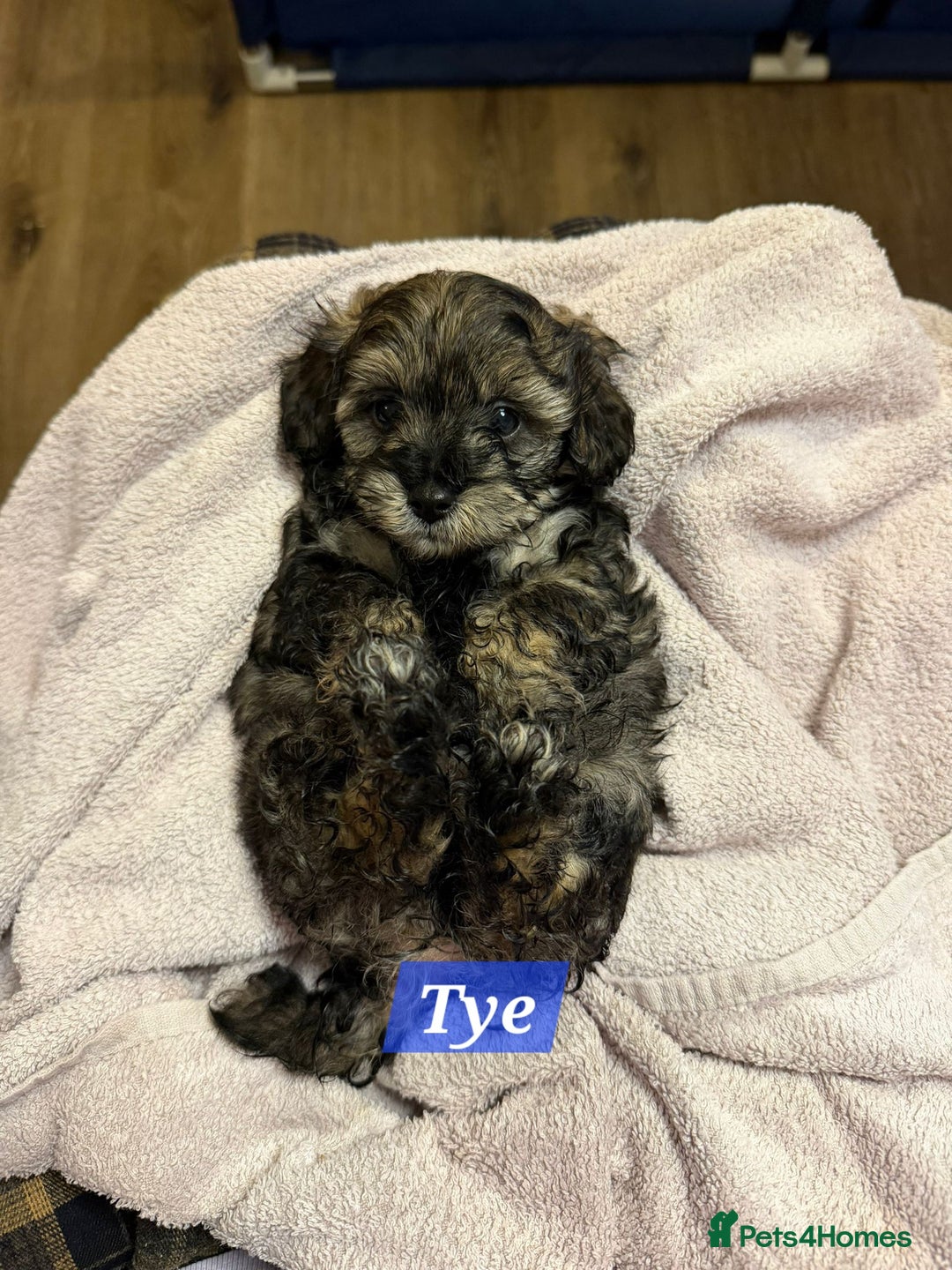 Maltipoo dogs for sale: Multipoo - Advert 30