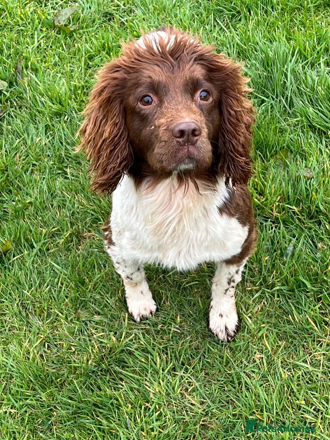 English Springer Spaniel dogs for sale: 4 year old springer spaniel female  - Advert 1
