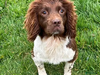 English Springer Spaniel dogs 4 year old springer spaniel female - Advert 5