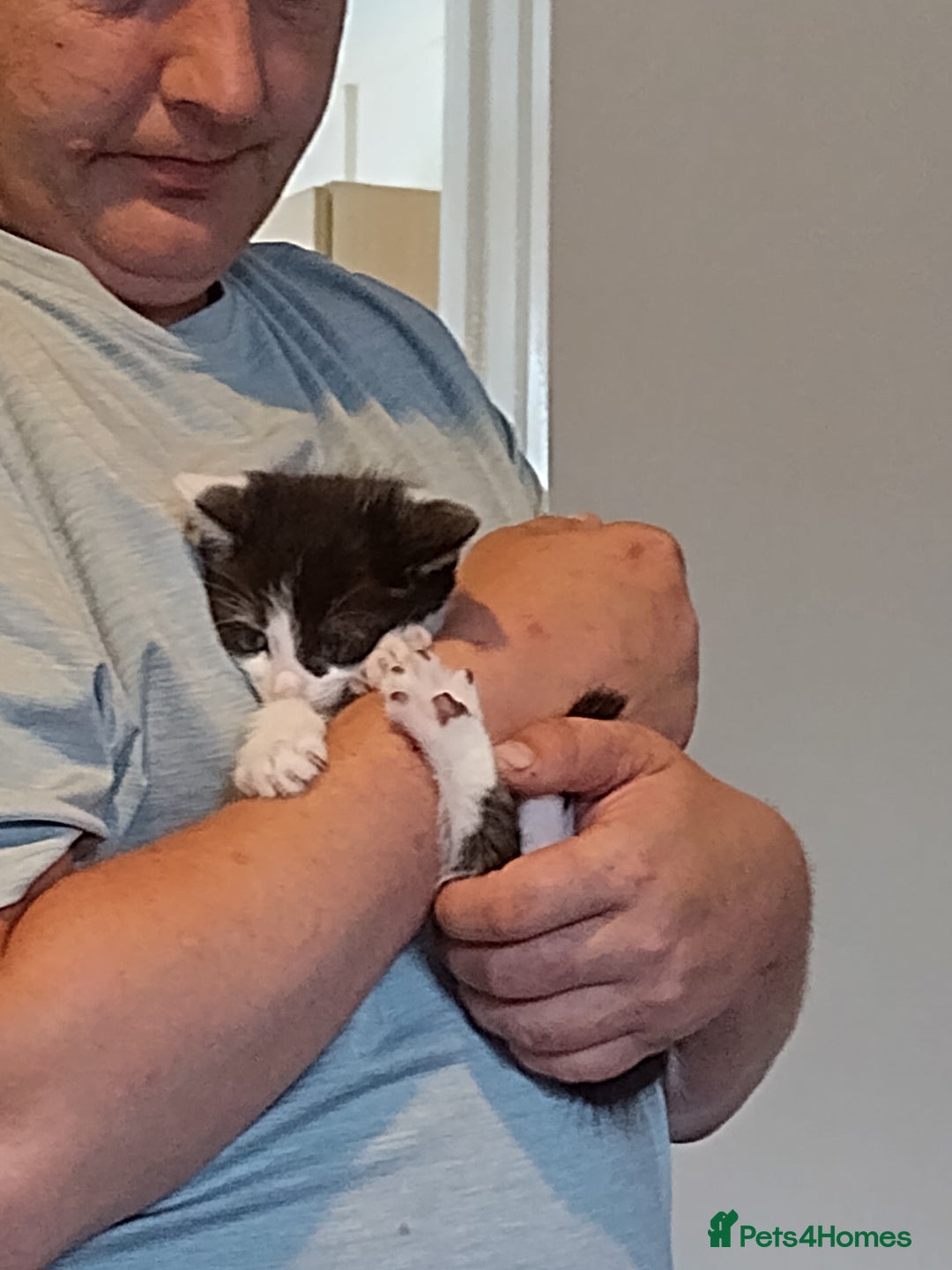 British Shorthair cats for sale: 1 gorgeous loving kitten left! - Image 6