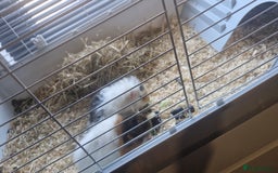 Guinea Pig rodents for sale: 2 Male Guinea Pigs- with a large cage&accessories. - Image 6