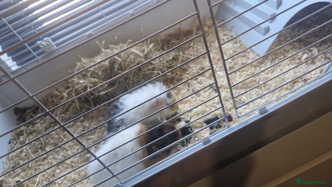 Guinea Pig rodents for sale: 2 Male Guinea Pigs- with a large cage&accessories. - Image 6