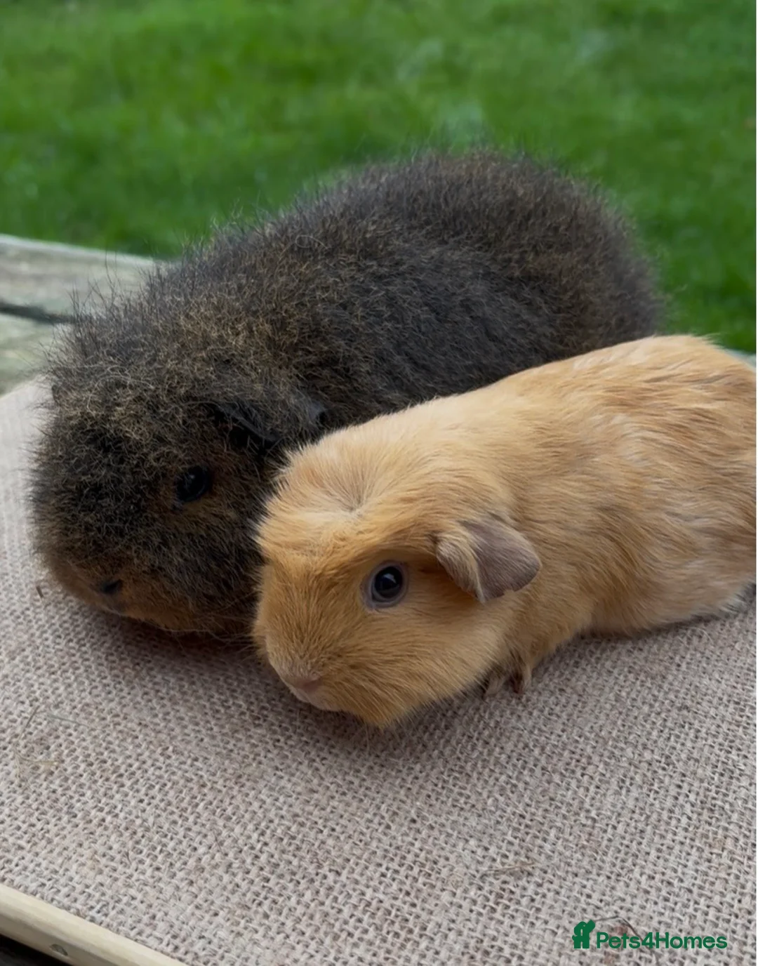 Guinea Pig rodents for sale: Beautiful Swiss & crested young guinea pigs - Advert 5