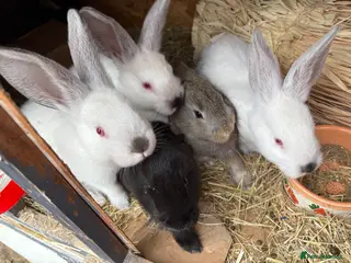 Mixed Breed rabbits Mixed make and female bunnies - Advert 17