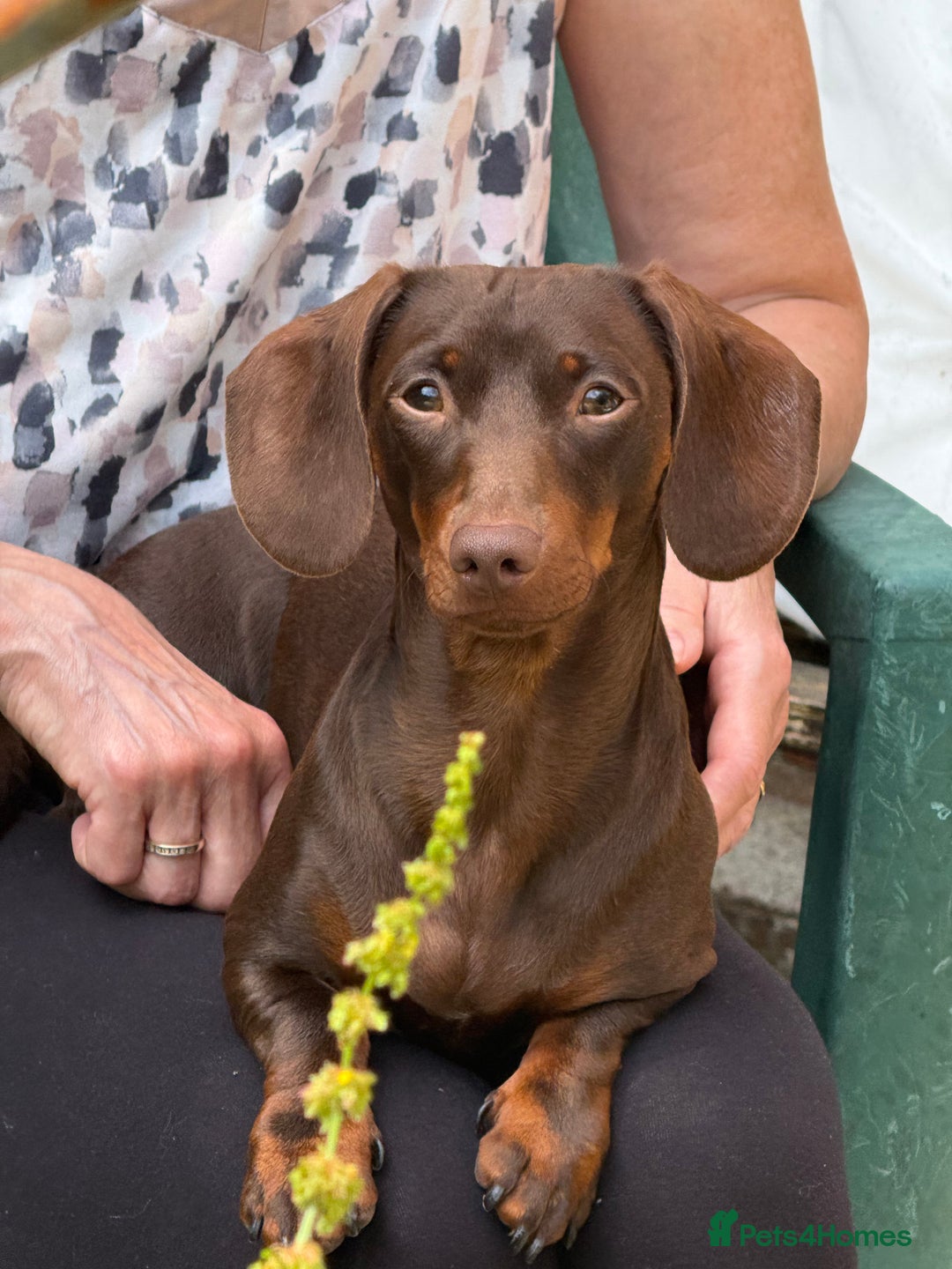 Miniature Dachshund dogs for stud: KC registered Miniature Daschund for stud! 🤎 - Advert 1