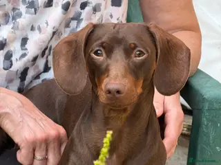 Miniature Dachshund dogs KC registered Miniature Daschund for stud! 🤎 - Advert 10