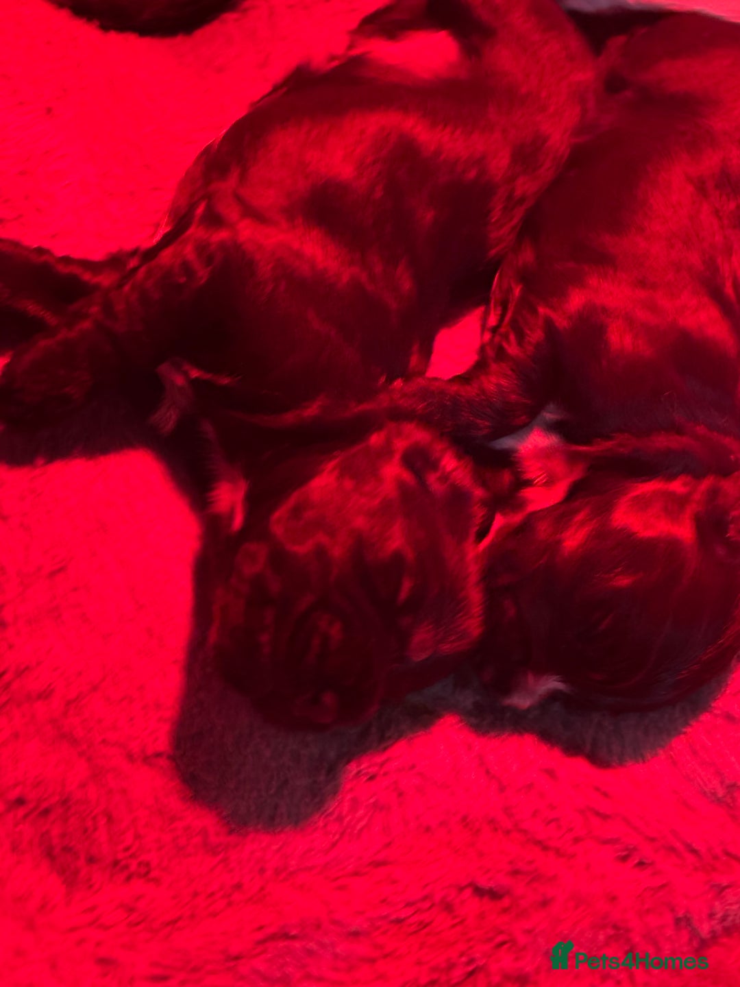 Cocker Spaniel dogs for sale: Beautiful KC reg cocker spaniel puppies  - Advert 7