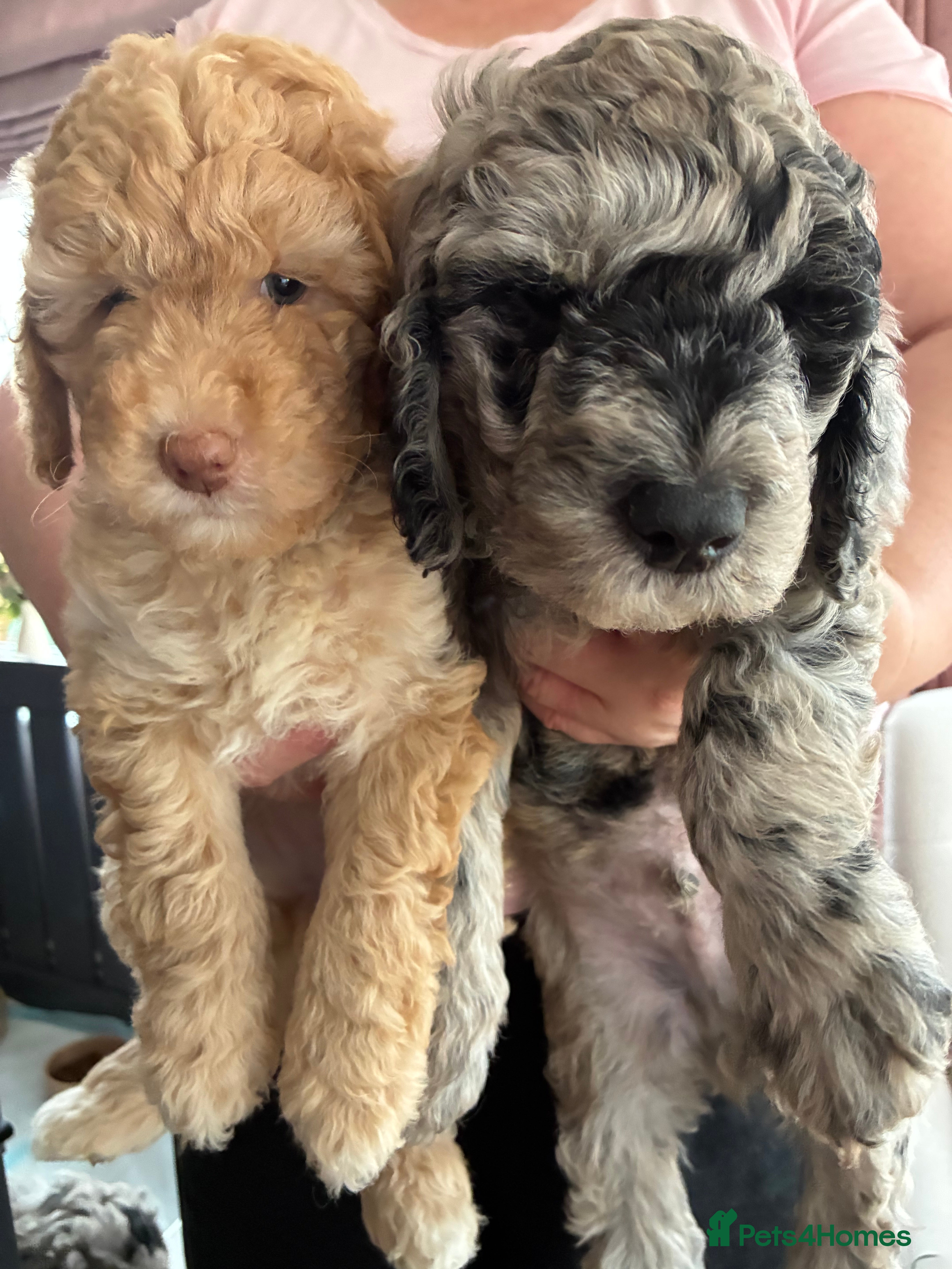 Mini Goldendoodle dogs Stunning Mini Goldendoodles (2 Left) - Advert 3