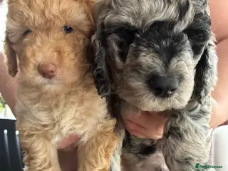 Mini Goldendoodle dogs Stunning Mini Goldendoodles (2 Left) - Advert 3