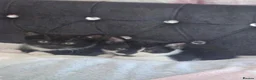 Mixed Breed cats for sale:  7 adorable kittens looking for their forever home - Advert 9