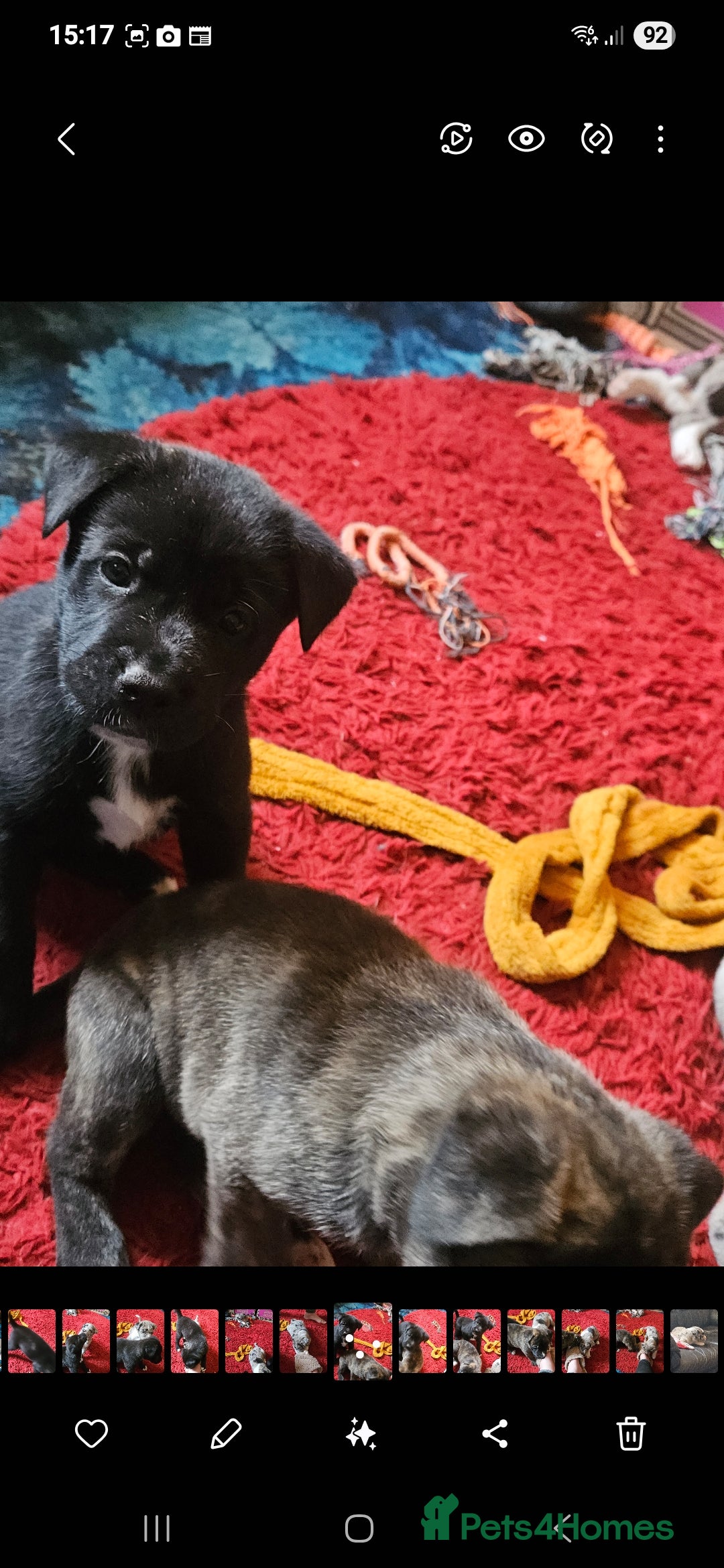 Mixed Breed dogs for sale: alapaha bull dog x  akita  - Image 13