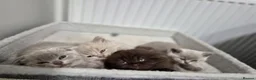 Scottish Fold cats for sale: Scottish fold and stright kittens  - Advert 10
