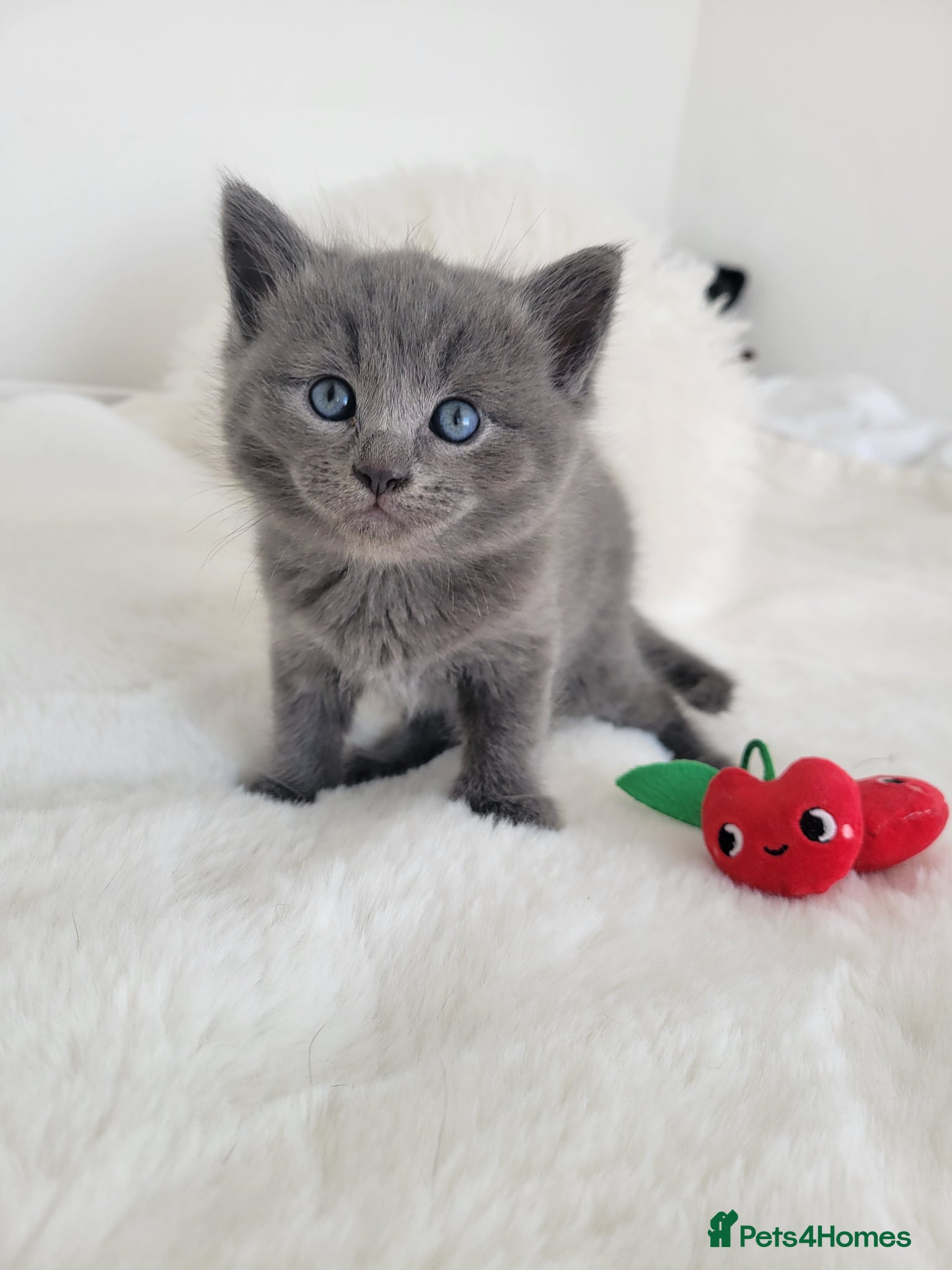 British Shorthair cats British shorthair  - Advert 2
