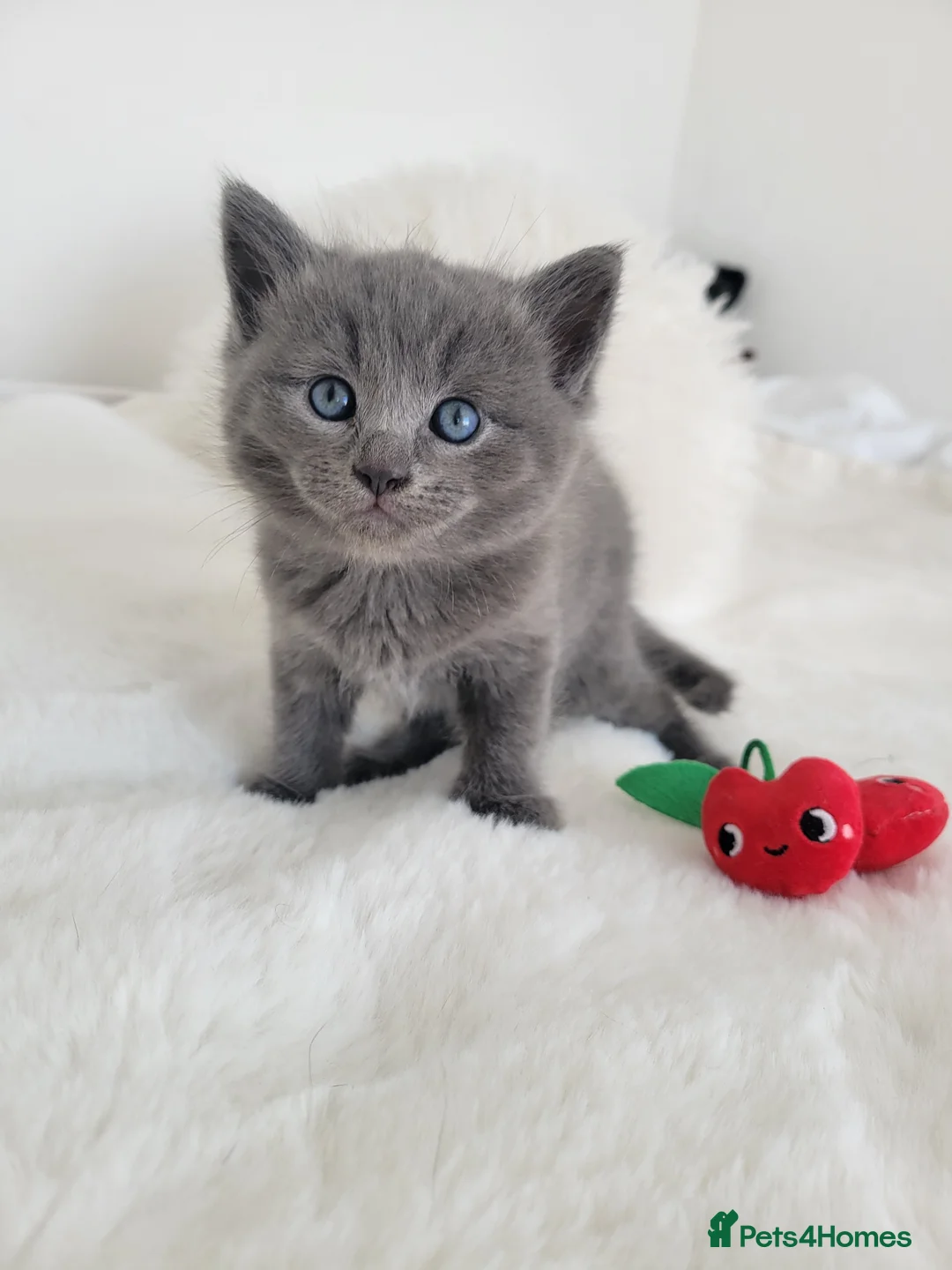 British Shorthair cats for sale: British shorthair  in Canterbury - Advert 2