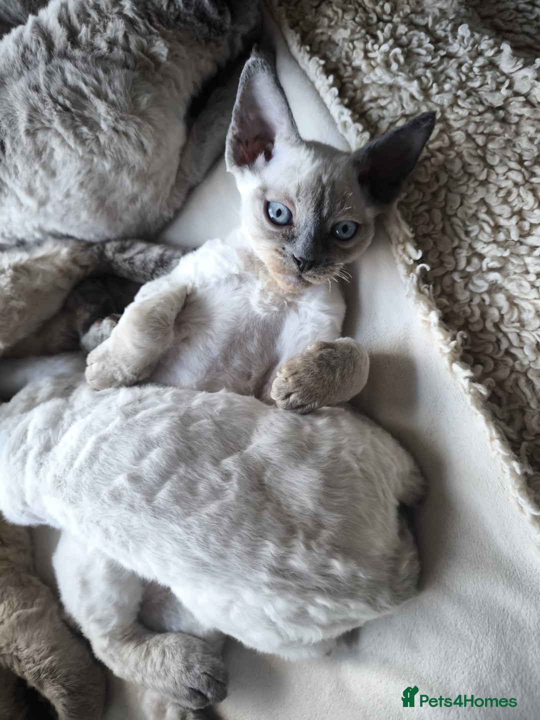Devon Rex cats for sale: Devon Rex💕Blue Point Lynx Girl🩷Blue Point Boy💙 - Advert 24