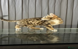 Bengal cats for sale: Half Bengal For Sale - Image 3