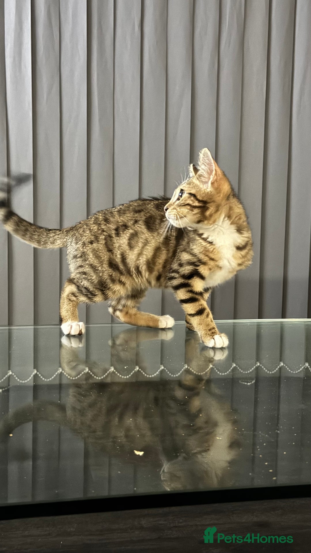 Bengal cats for sale: Half Bengal For Sale - Image 3