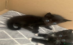 British Shorthair cats for sale: 6 litter mixed domestic kittens  - Image 3