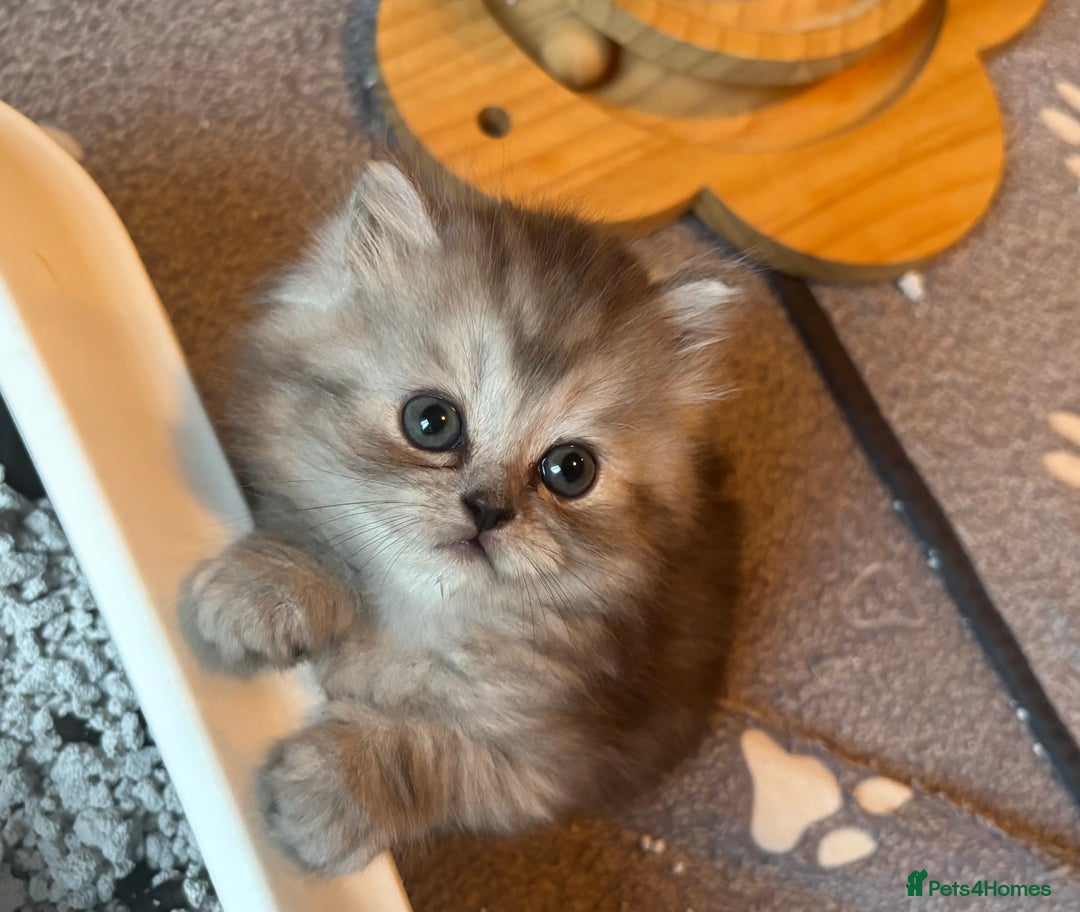 Persian cats for sale: Persian Ragdoll Kittens  - Image 4