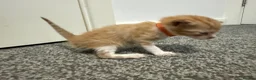 Domestic Shorthair cats for sale: 4 stunning ginger and white kittens  - Advert 3