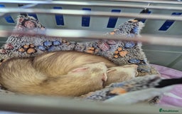 Ferret rodents for sale: 2 female ferrets - Image 2