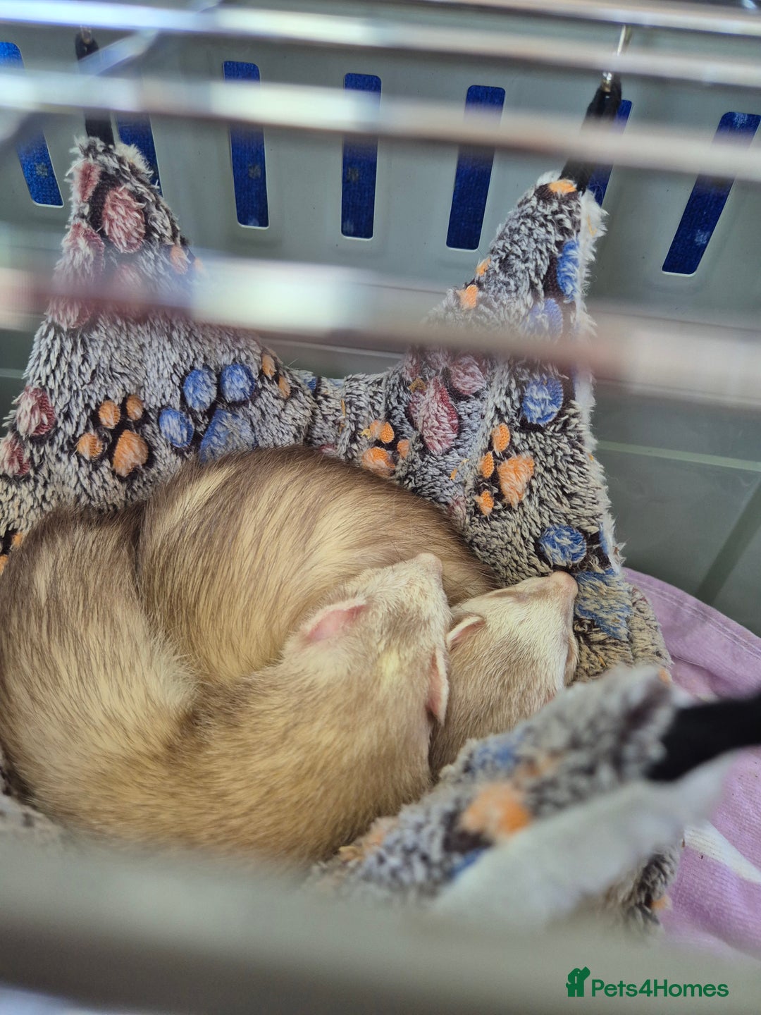 Ferret rodents for sale: 2 female ferrets - Image 2