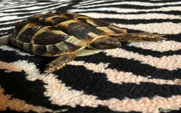 Hermann Tortoise reptiles for sale: 2 female hermans  - Image 6