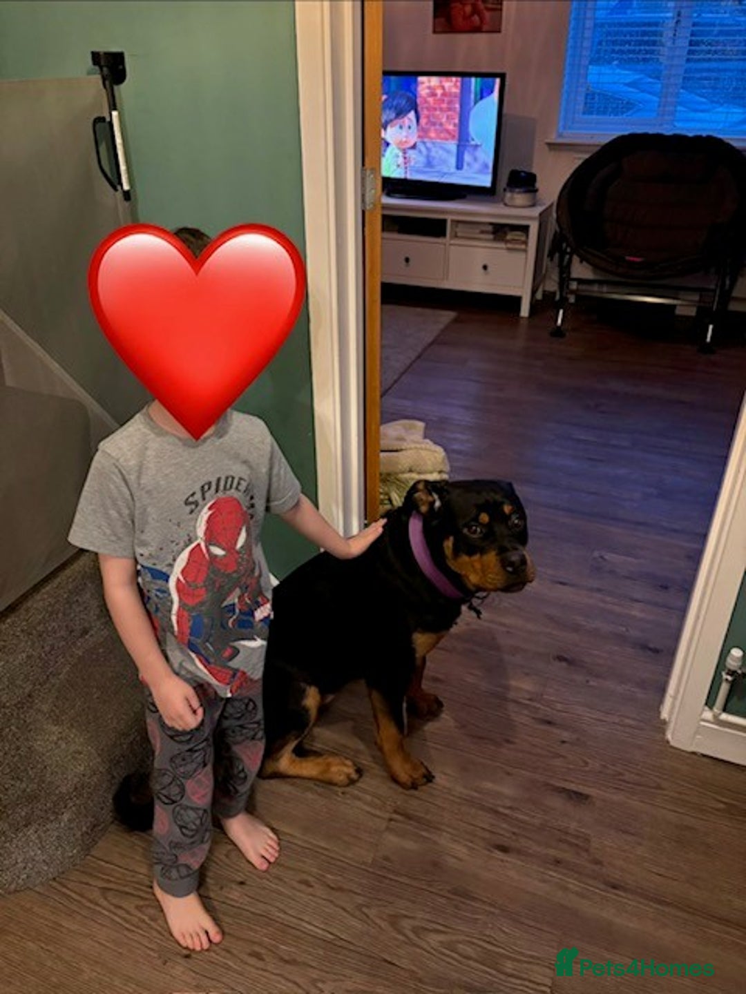 Rottweiler dogs for sale: Remi the Rotty - Advert 2