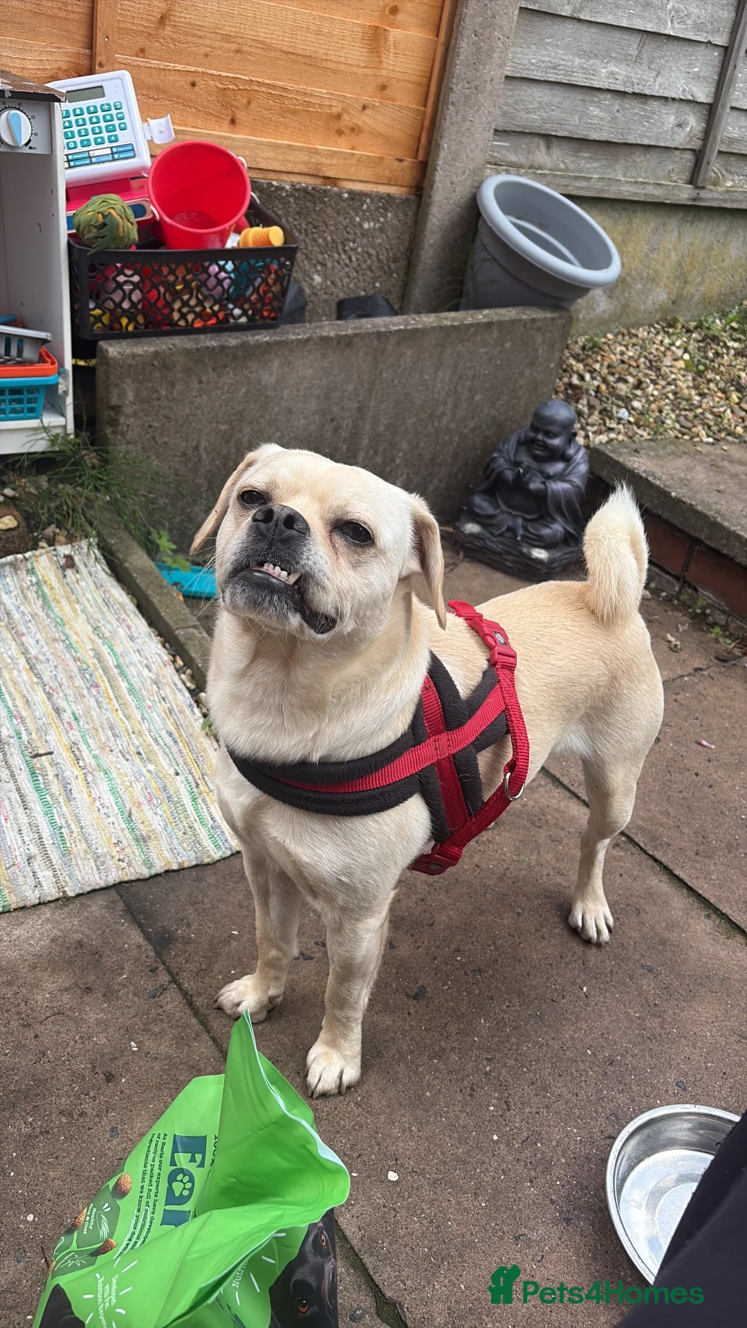 Mixed Breed dogs for sale:  **  to a good home in Walsall - Advert 2