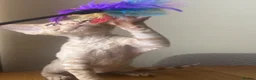 Devon Rex cats for sale:  Pedigree Devon Rex Kittens. Pet Homes Only  - Advert 9
