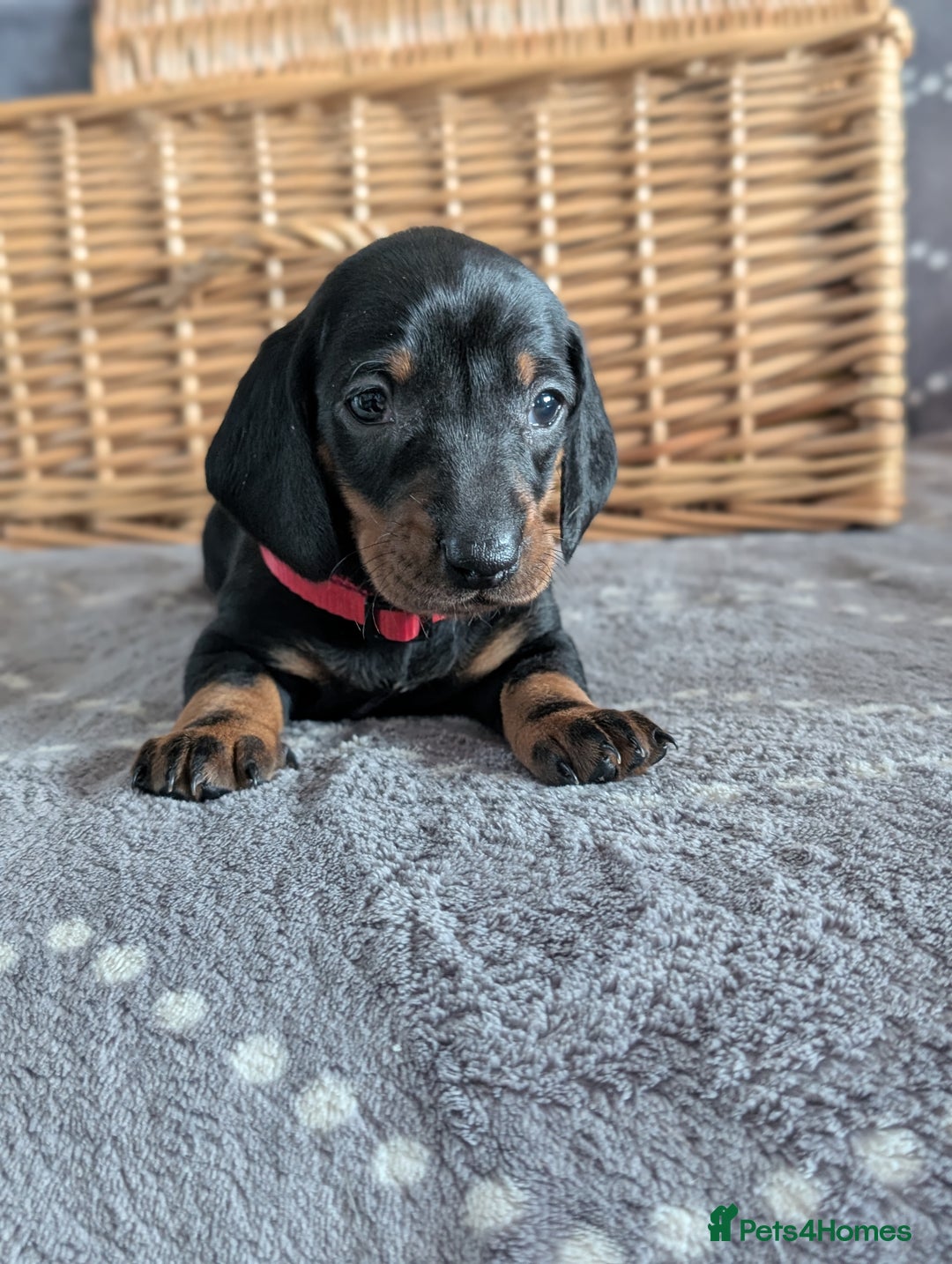 Dachshund dogs for sale: Quality Dachshund Standard Smooth Hair  - Advert 17