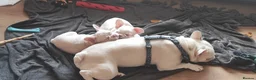 French Bulldog dogs for sale: French Bulldog puppies - Advert 9