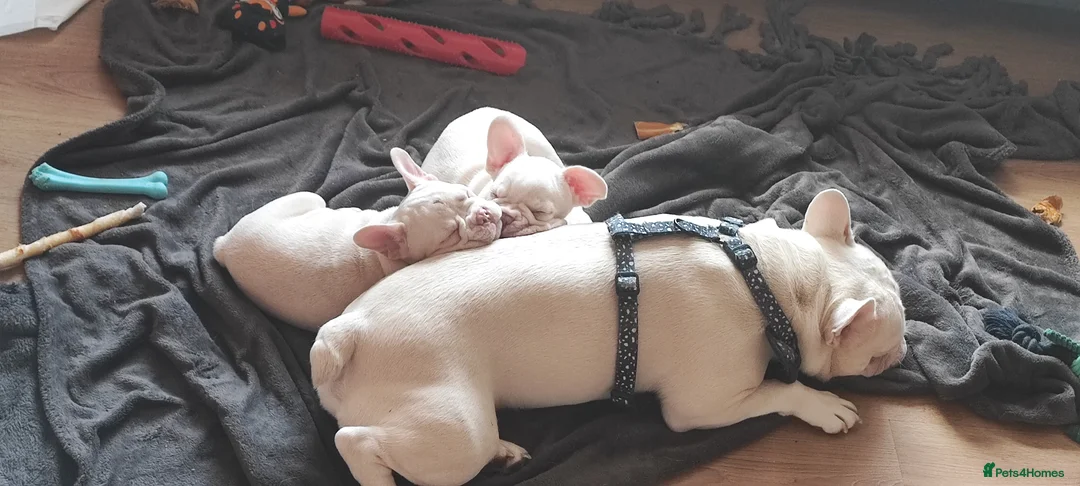French Bulldog dogs for sale: French Bulldog puppies - Advert 9