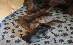 Cocker Spaniel dogs for sale: Cocker spaniel puppies - Image 3